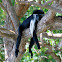 Angolan Black and White Colobus