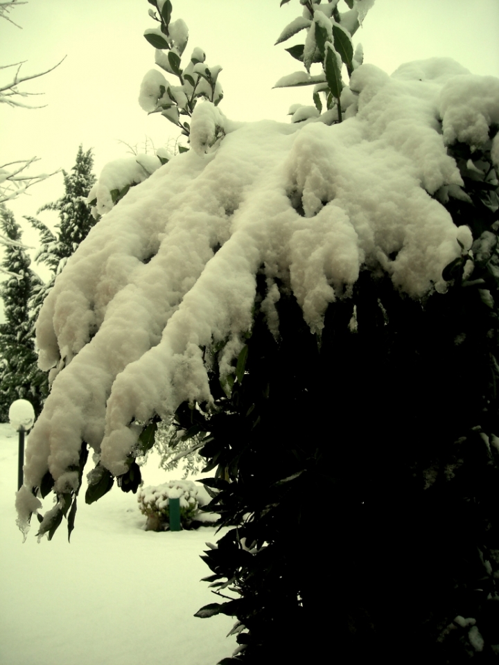 Bianco Inverno di Silken