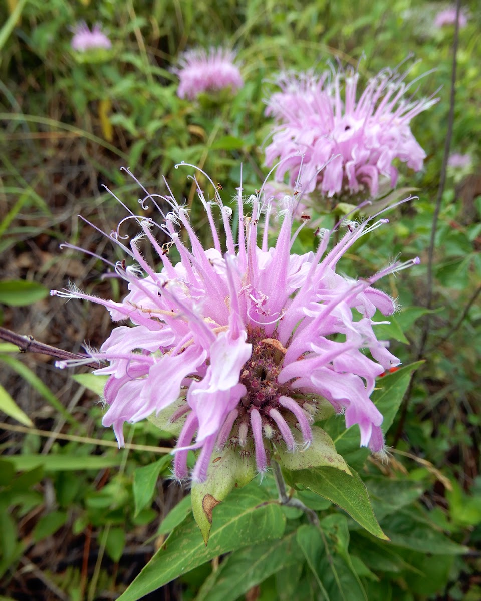 Wild Bergamot