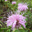 Wild Bergamot