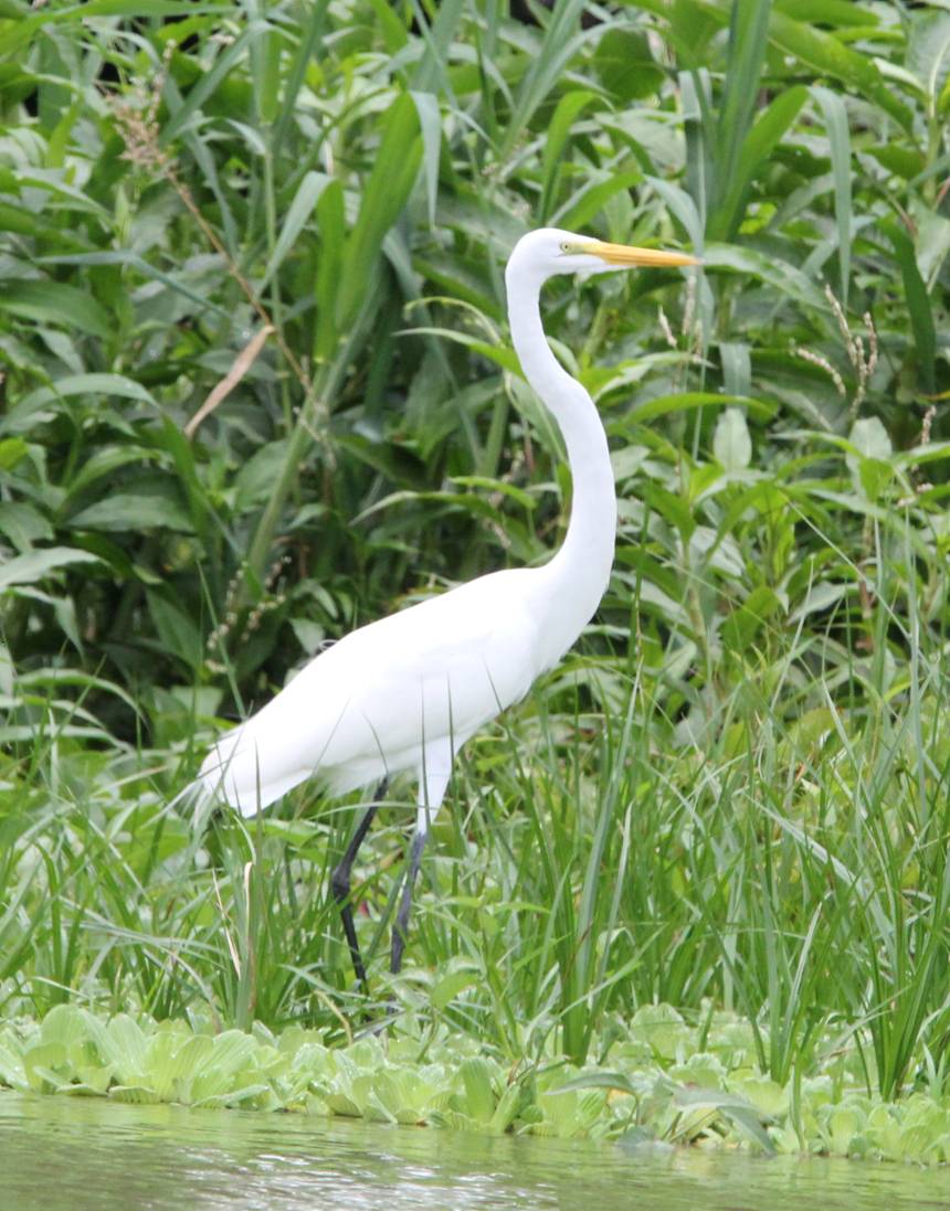 Great Egret