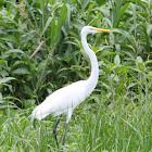 Great Egret