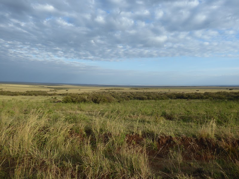 CAMINO HACIA EL RIO MARA. MAS DE GUEPARDOS - Un poquito de Kenia: Lagos Naivasha y Nakuru, Samburu y Masai Mara (5)