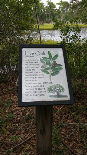 Live Oak