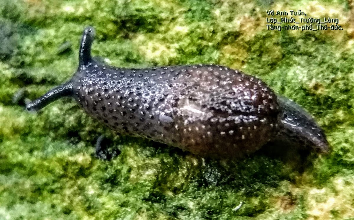 Semi-slug