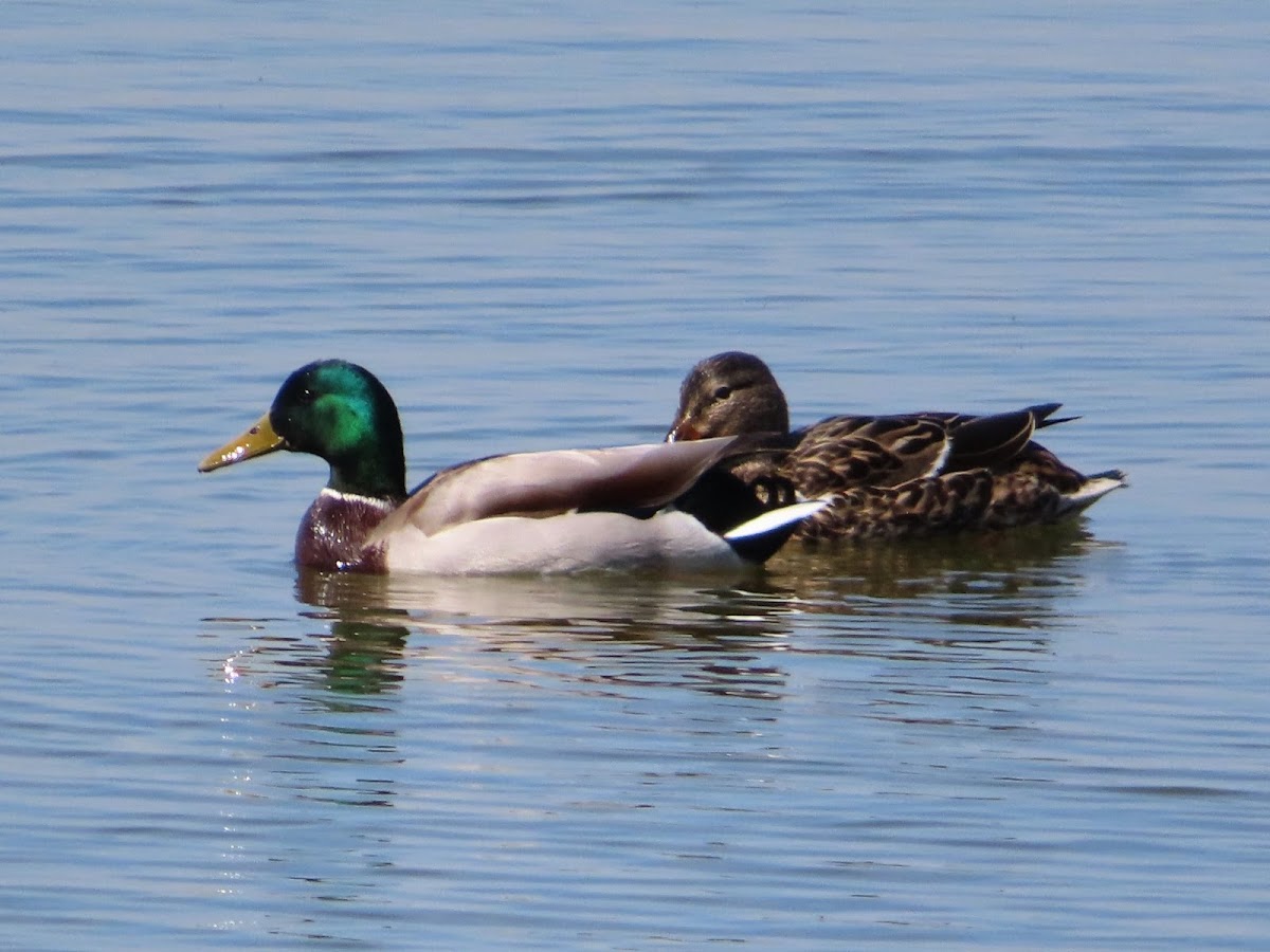 Mallard. Azulón