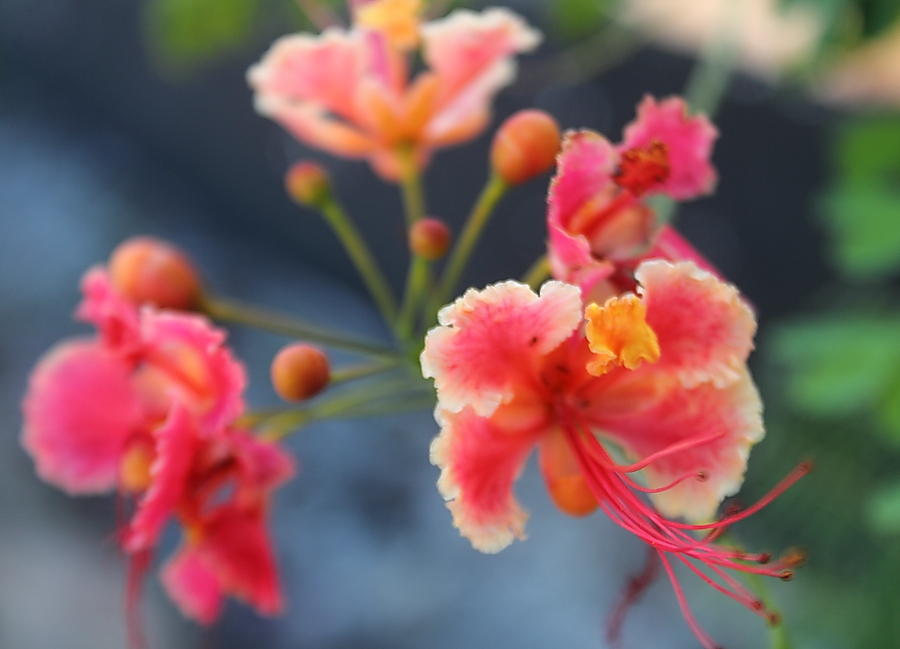 Peacock Flower