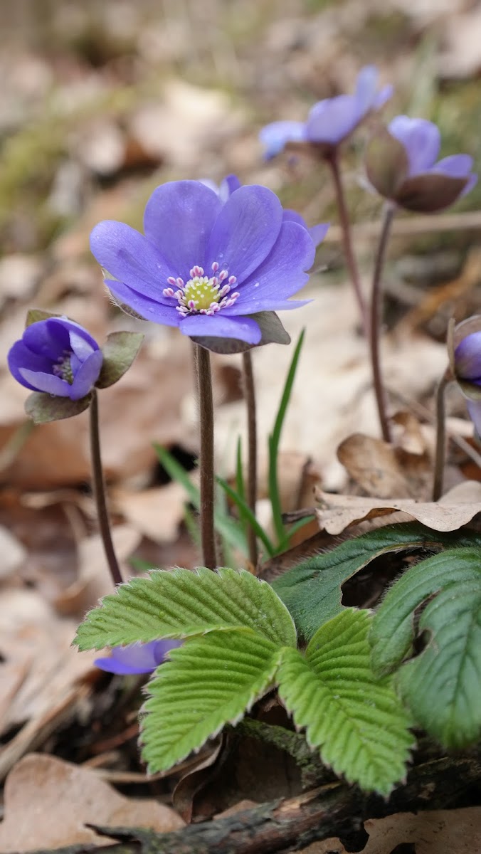 Common Hepatica, liverwort, kidneywort, pennywort