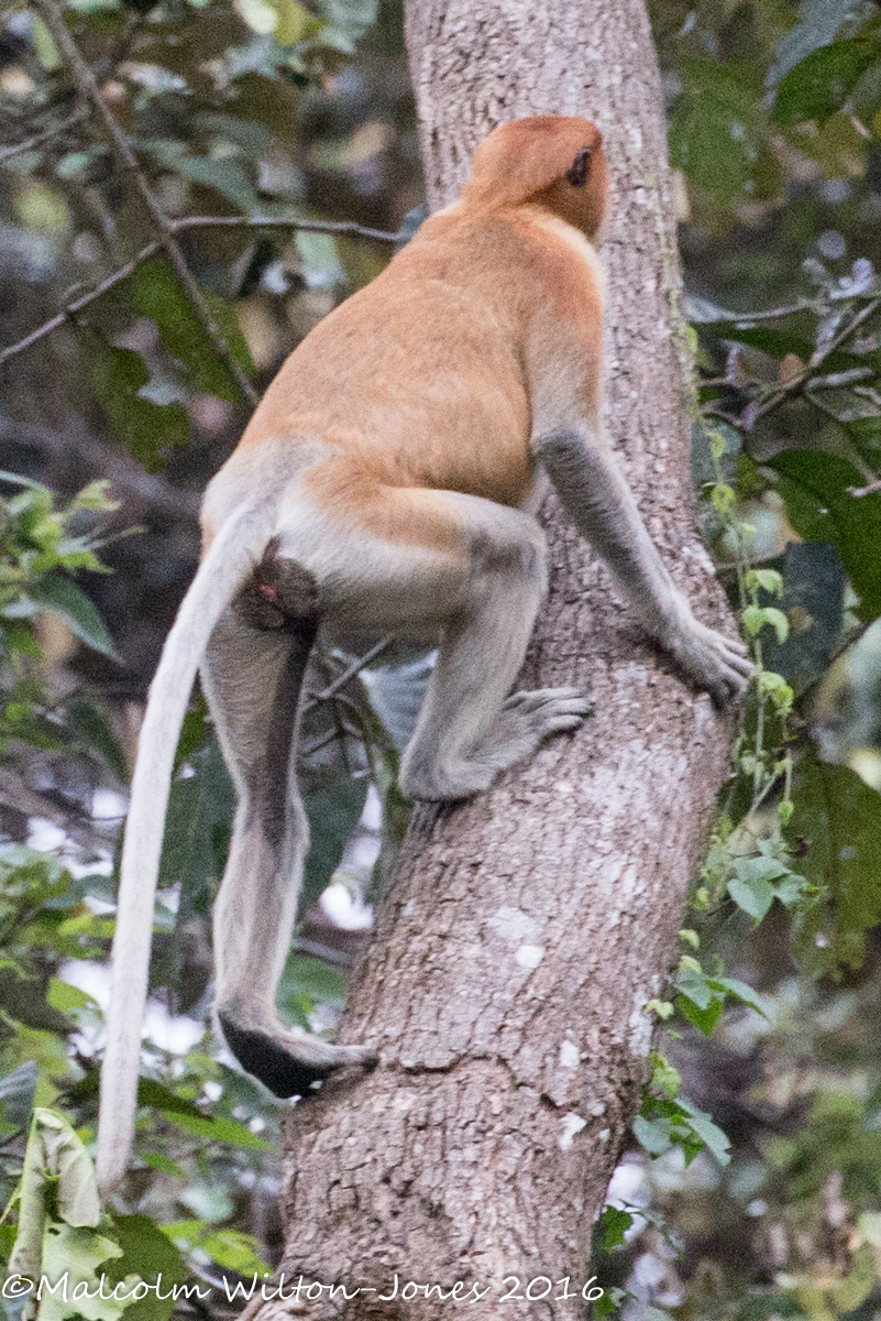 Proboscis Monkey