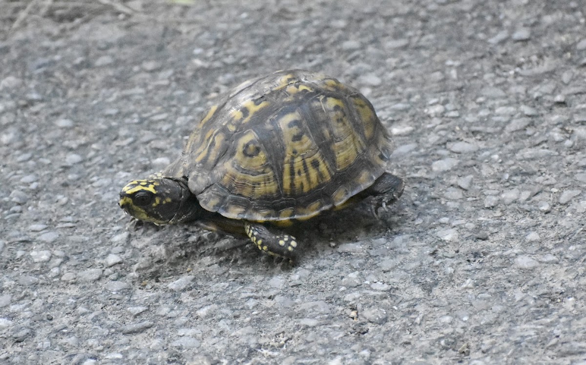 Eastern Box Turtle