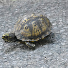 Eastern Box Turtle