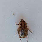 Cyclocephala Notata