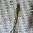 Limoniid Crane Fly