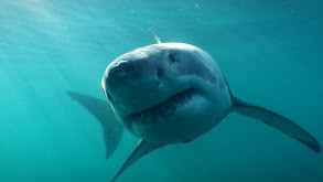 Great White Shark thumbnail