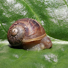 Garden Snail