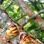 Giant African Land Snail