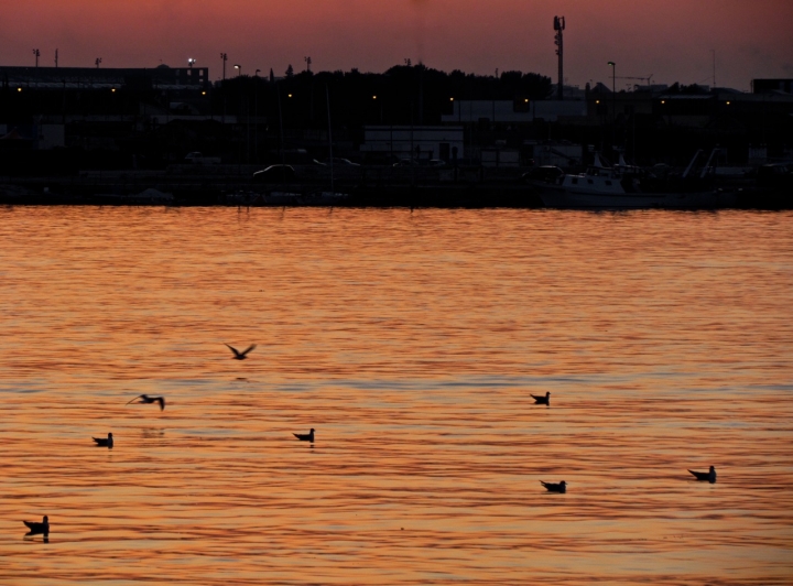 I gabbiani del porto rosso di frapeace