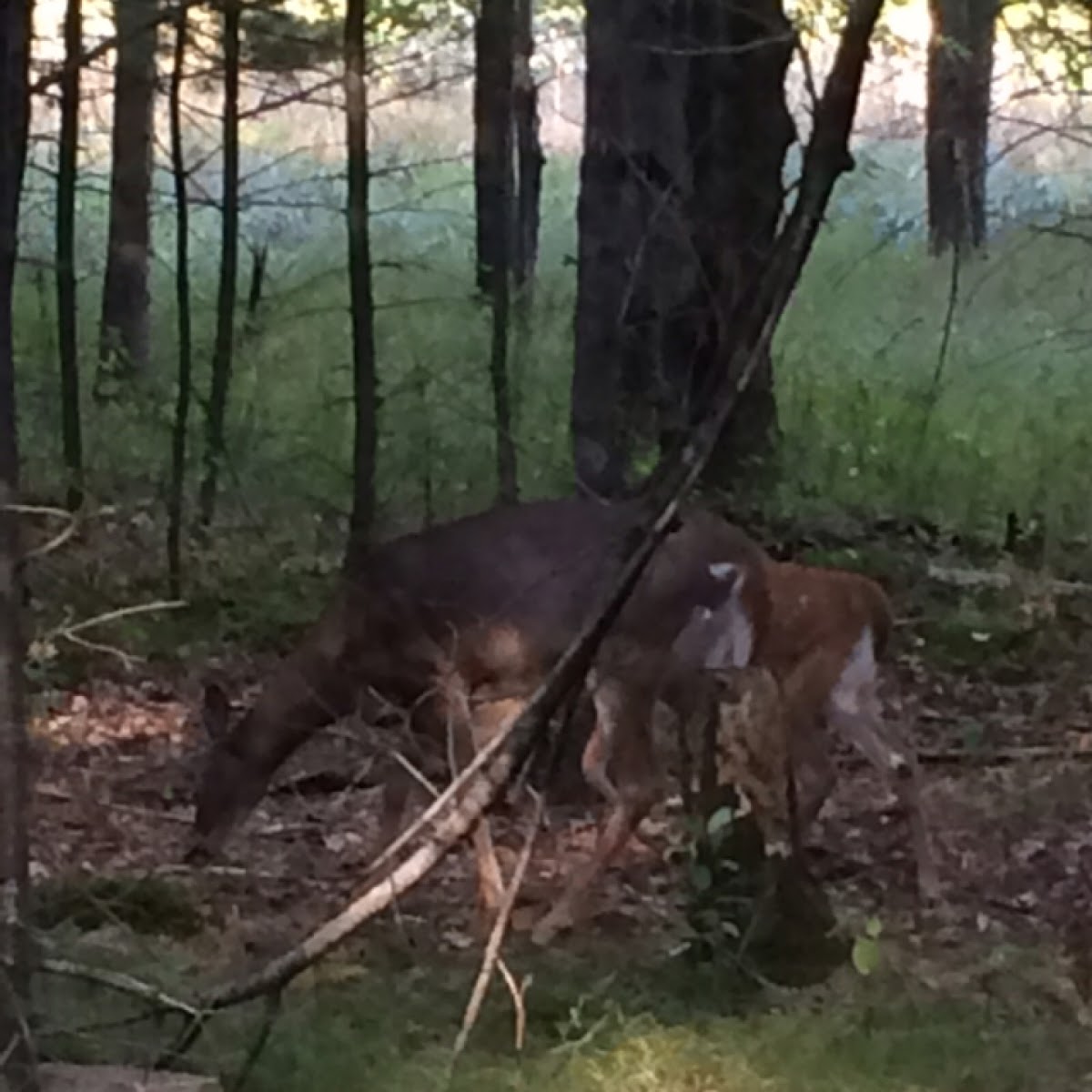 White-tailed deer