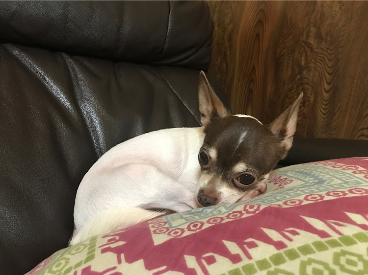 hagevolcom@シマシマモータースさんが投稿した親父の愚痴は犬も食わぬに関するカスタム事例の投稿画像1枚目