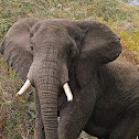 Elefante africano de sabana (African bush elephant)