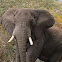 Elefante africano de sabana (African bush elephant)