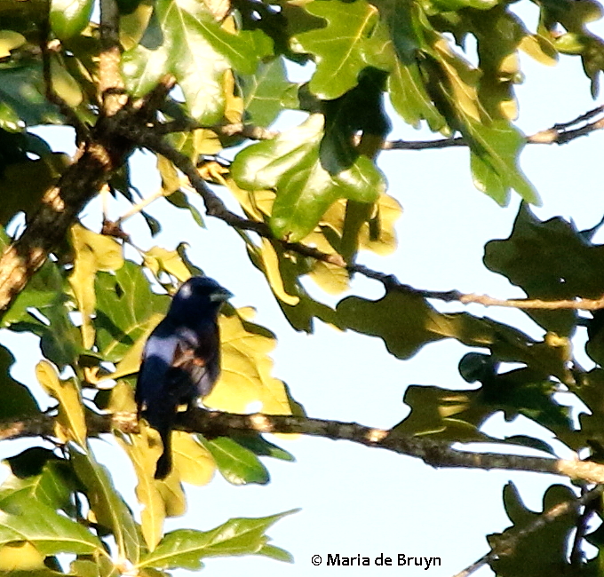 Blue grosbeak