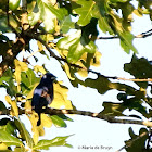 Blue grosbeak