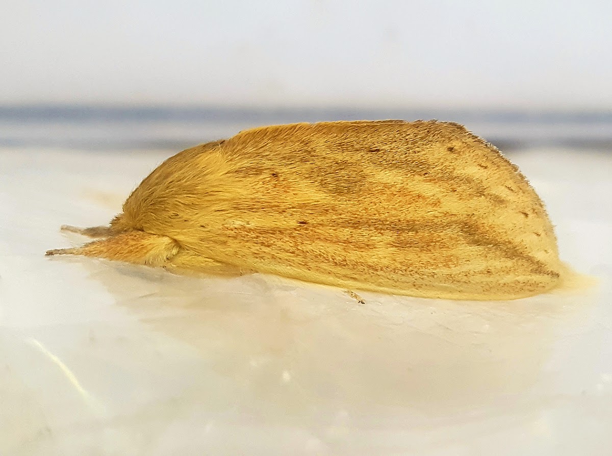 Prominent Moth