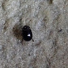 Hister Beetle