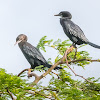 Little Cormorants