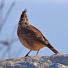 Crested Lark