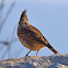 Crested Lark