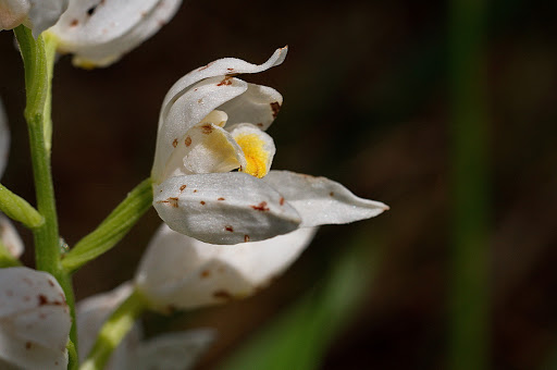 Cephalanthera longifolia