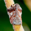 Ricaniid Plant Hopper