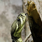 Western Diamondback Rattlesnake