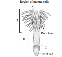 Root