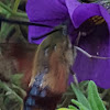 Humming Bird Moth