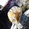 Eastern Chipmunk