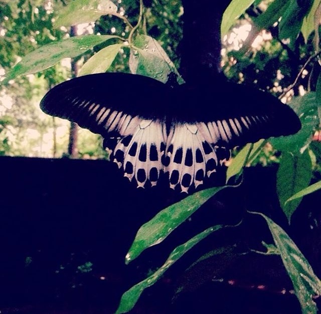 Blue Mormon Butterfly