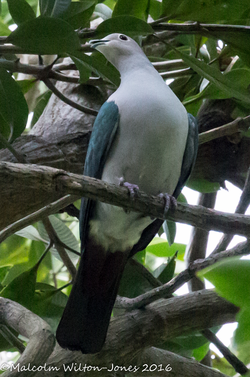 Green Imperial Pigeon.