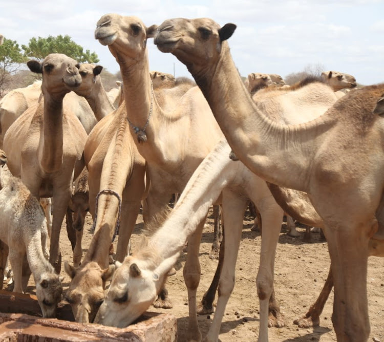 Camels drinking water in Modogashe subcounty on Saturday.