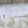 Red-crested Pochard; Pato Colorado