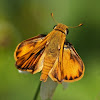 Fiery Skipper