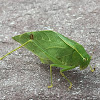 Lesser Angle-Winged Katydid