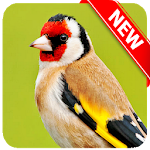 Cover Image of Скачать European Goldfinch Bird 1.2 APK