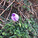 Crocus