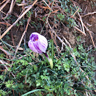 Crocus