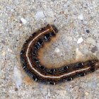 Eastern Tent Caterpillar