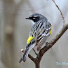 Yellow-rumped Warbler