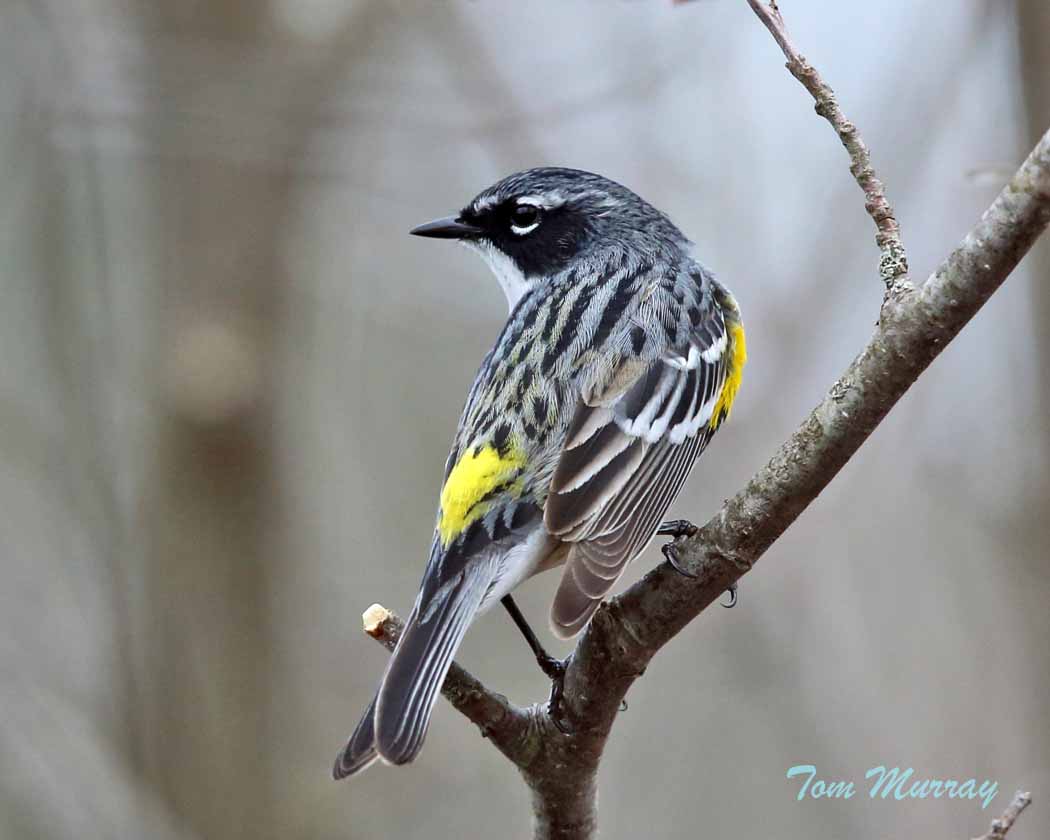 Yellow-rumped Warbler